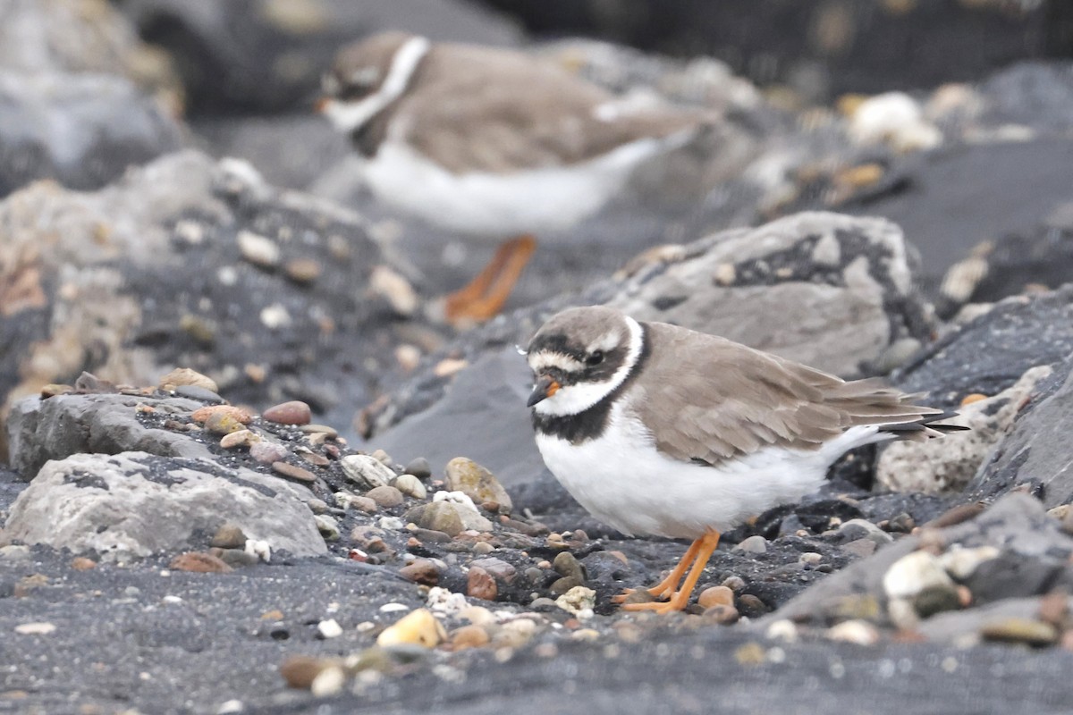 環頸鴴 - ML644941622