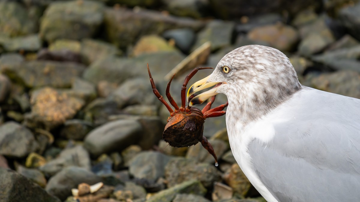 American Herring Gull - ML644941640