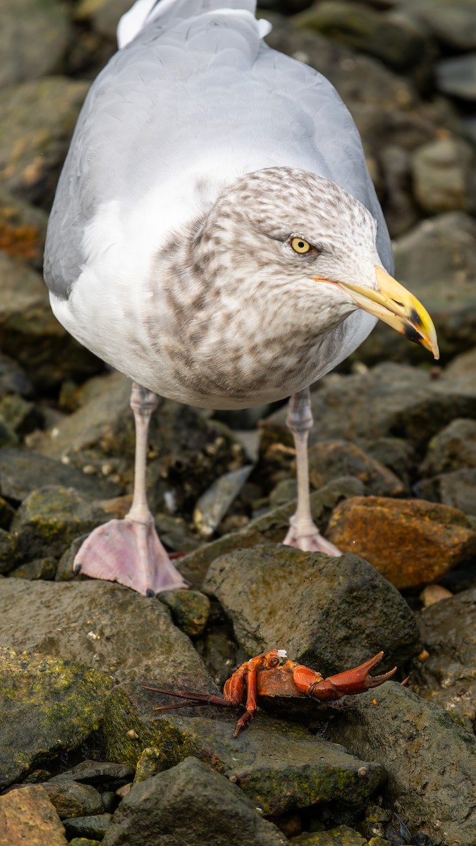 American Herring Gull - ML644941641