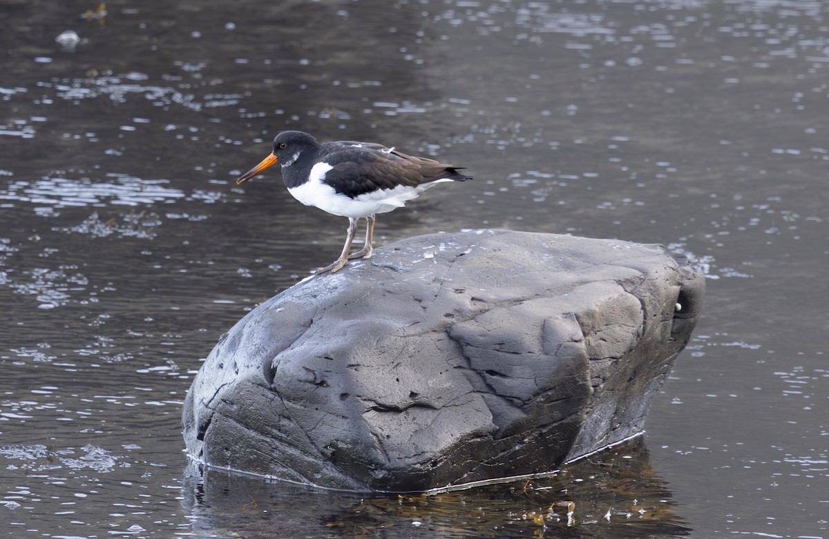 Eurasian Oystercatcher - ML644941661