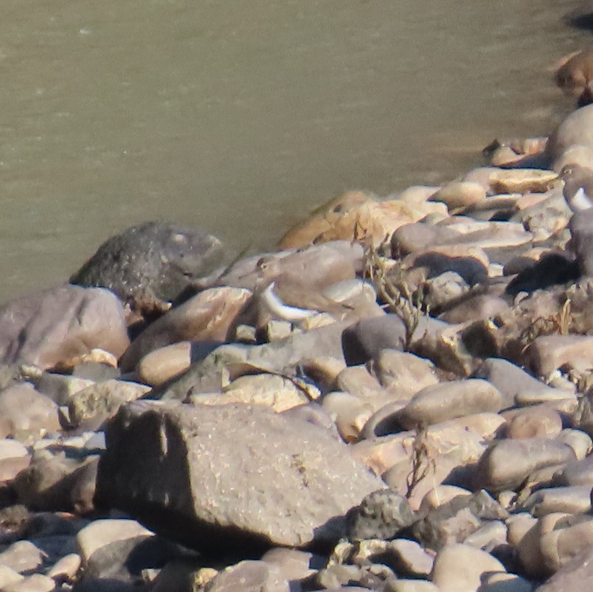 Common Sandpiper - ML644941751