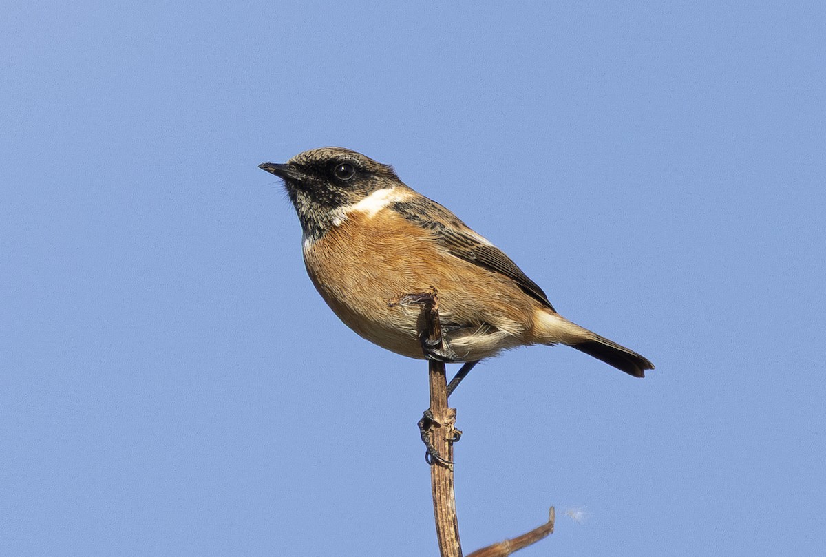 European Stonechat - ML644941803