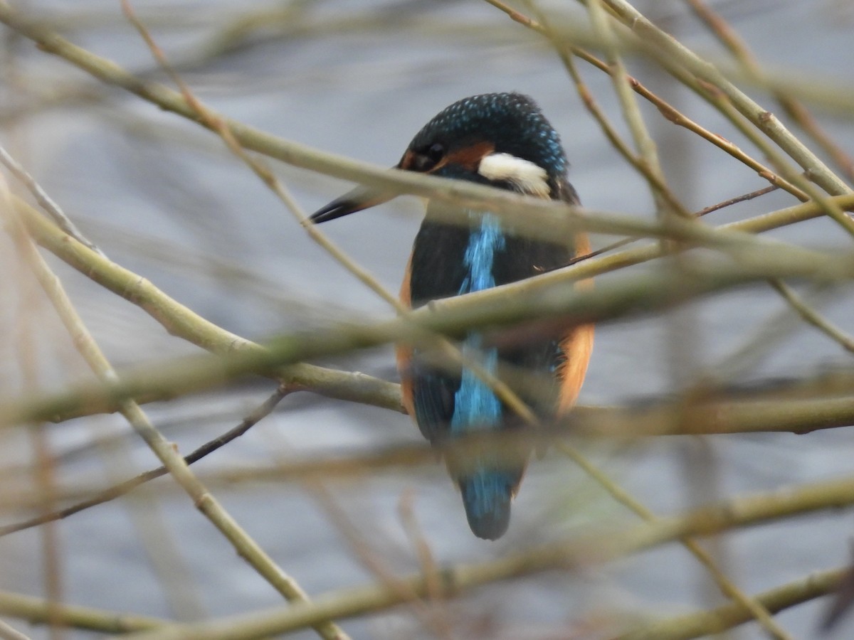 翠鳥 - ML644941805