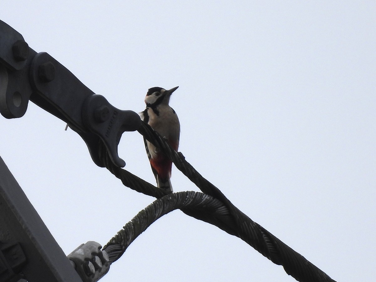 Great Spotted Woodpecker - ML644941812