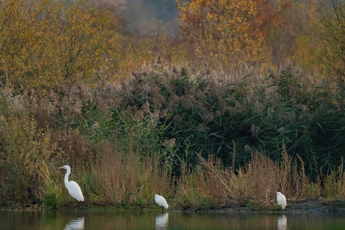 Great Egret - ML644941835