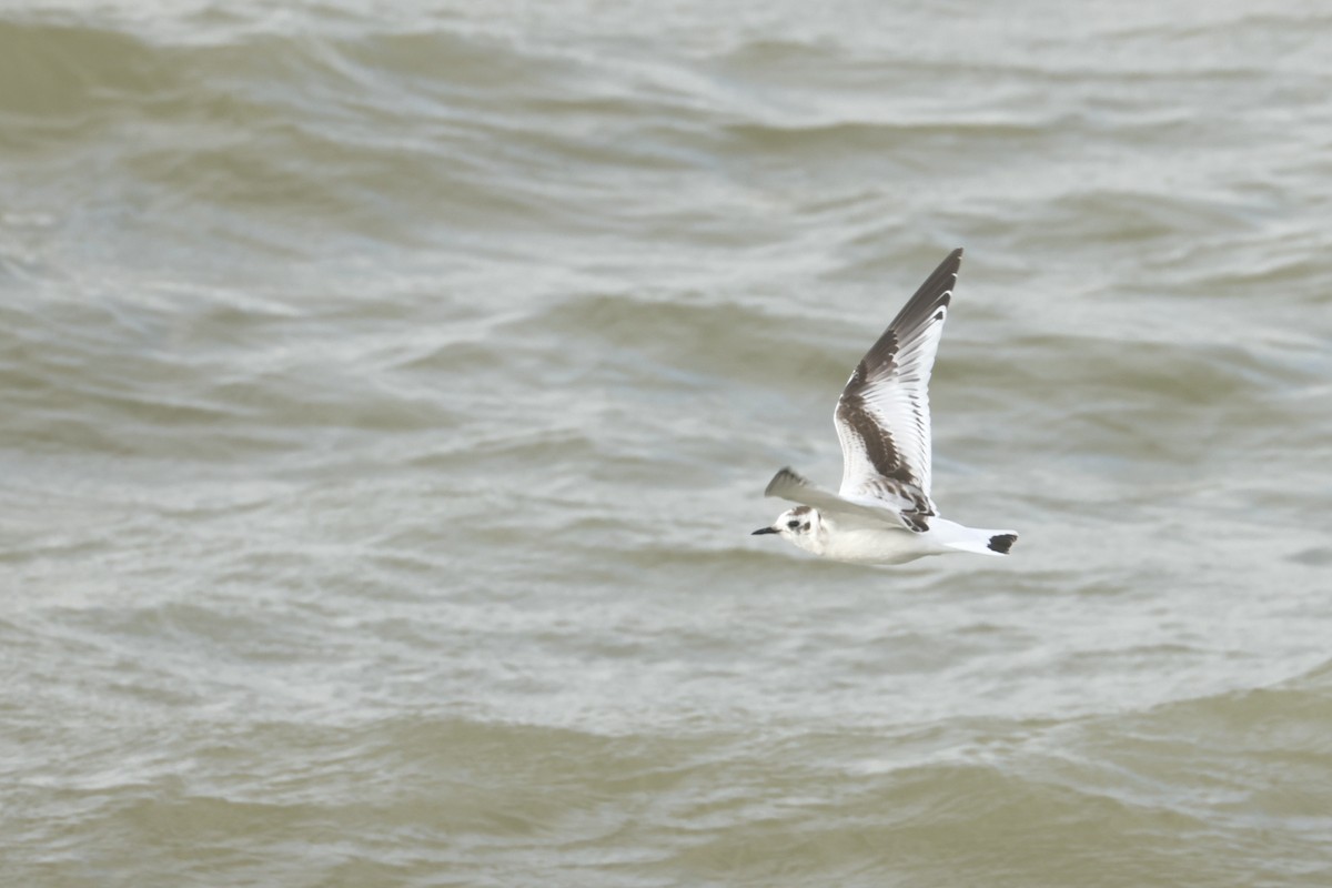 小鷗 - ML644941836