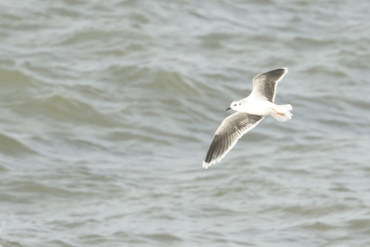 小鷗 - ML644941837