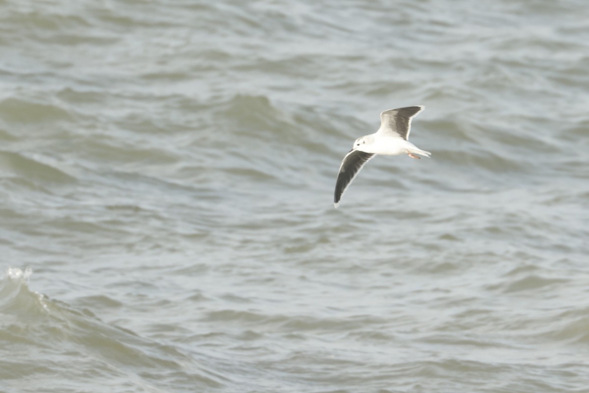 小鷗 - ML644941838