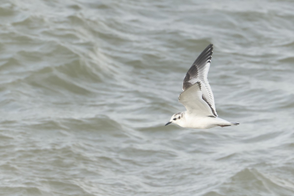 小鷗 - ML644941839