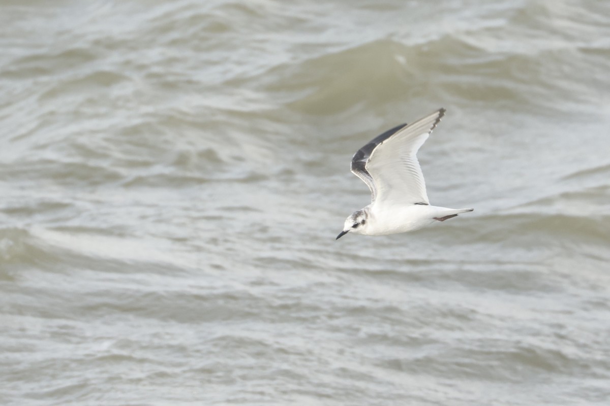 小鷗 - ML644941840