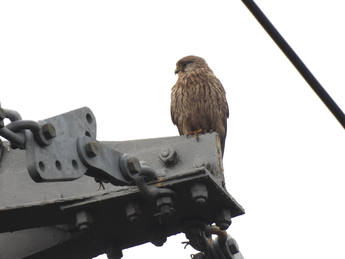 紅隼 - ML644941841