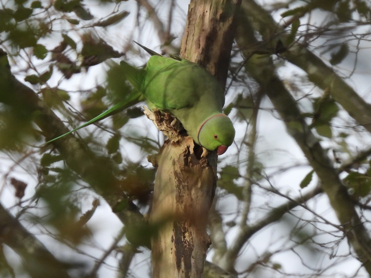 紅領綠鸚鵡 - ML644941849