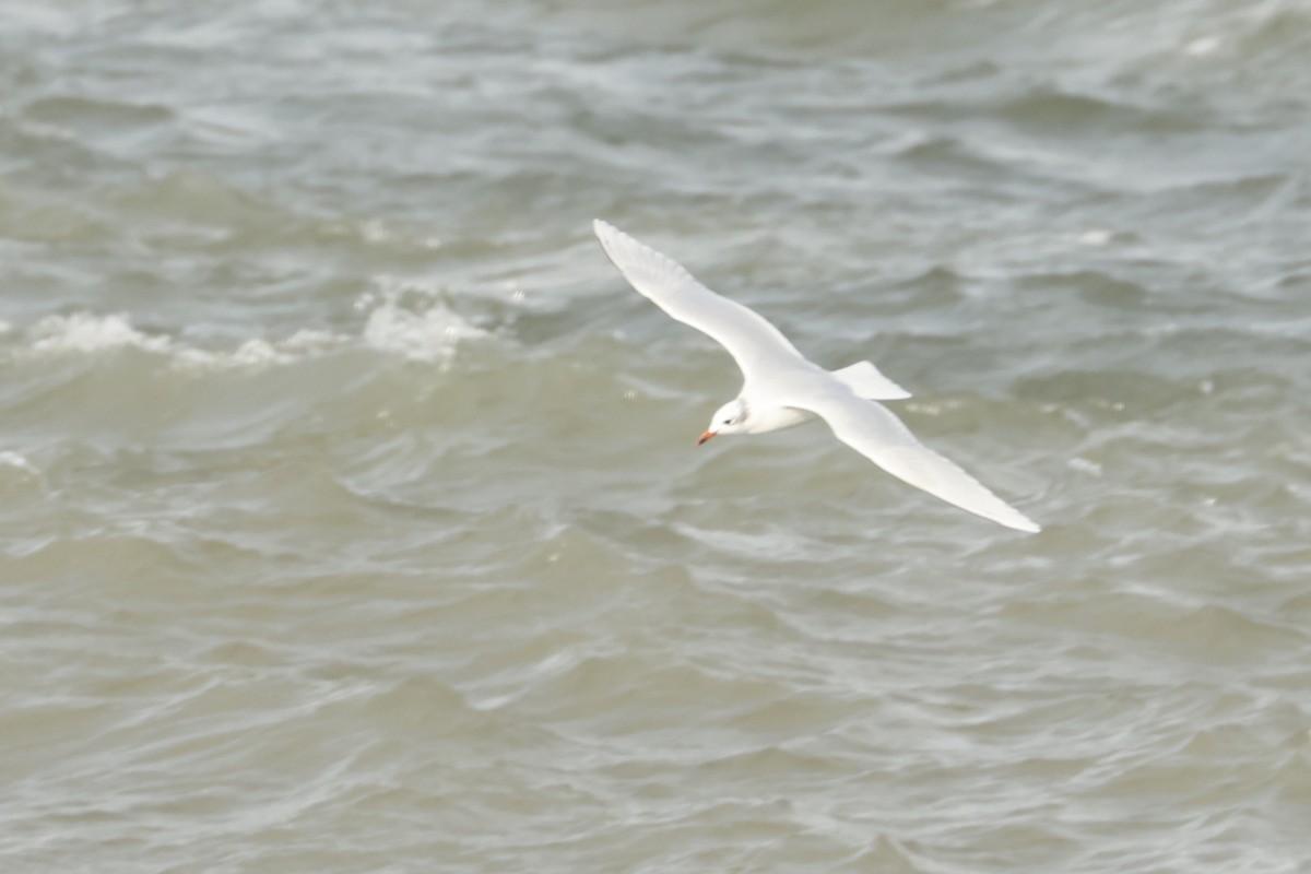 Mediterranean Gull - ML644941854