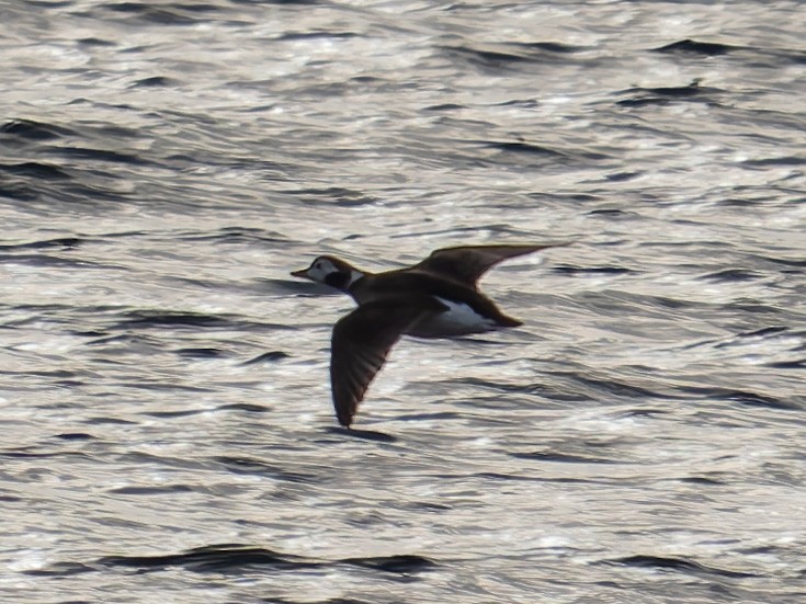 Long-tailed Duck - ML644941856