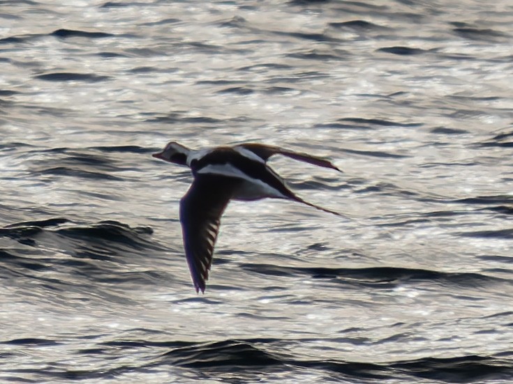 Long-tailed Duck - ML644941857