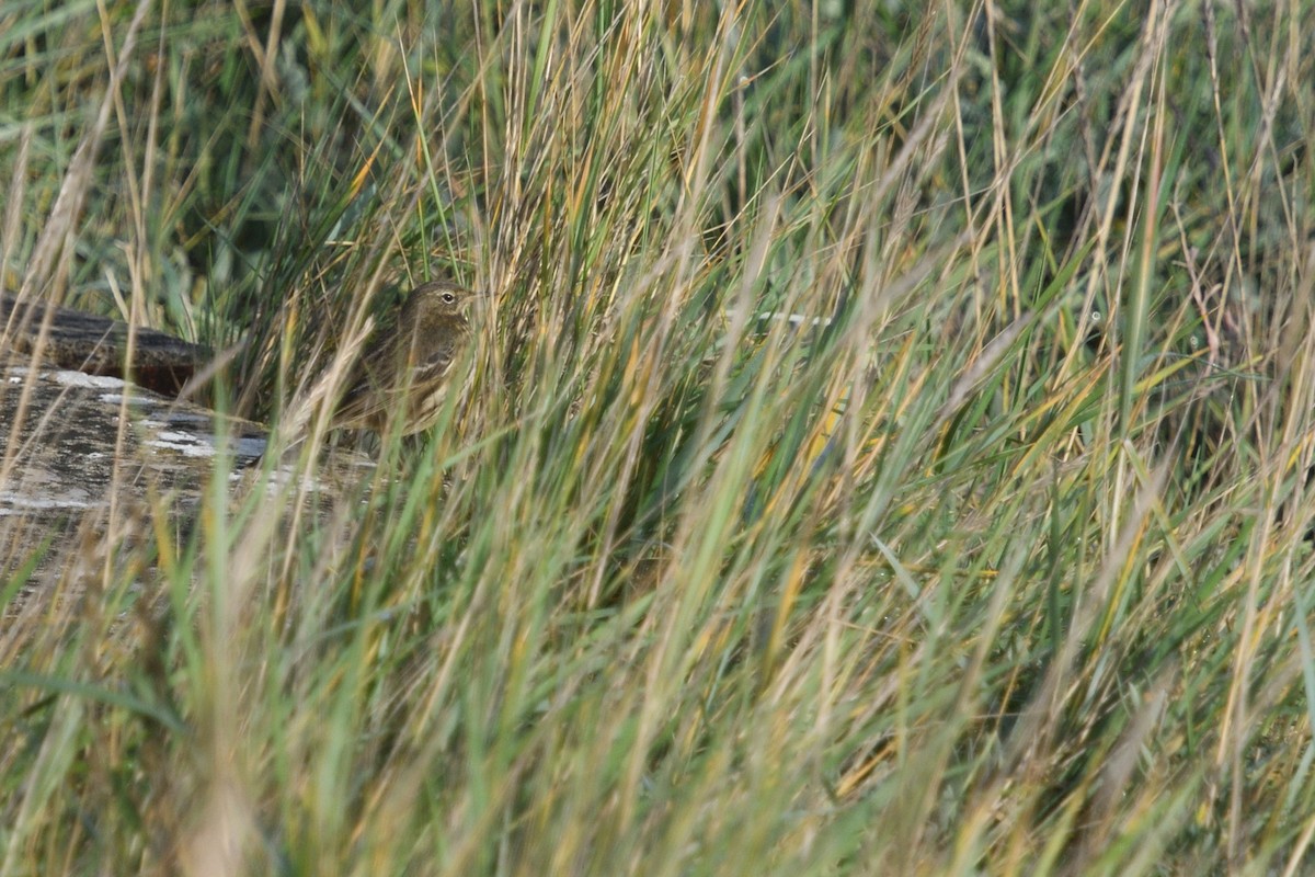 Bisbita Costero - ML644941858