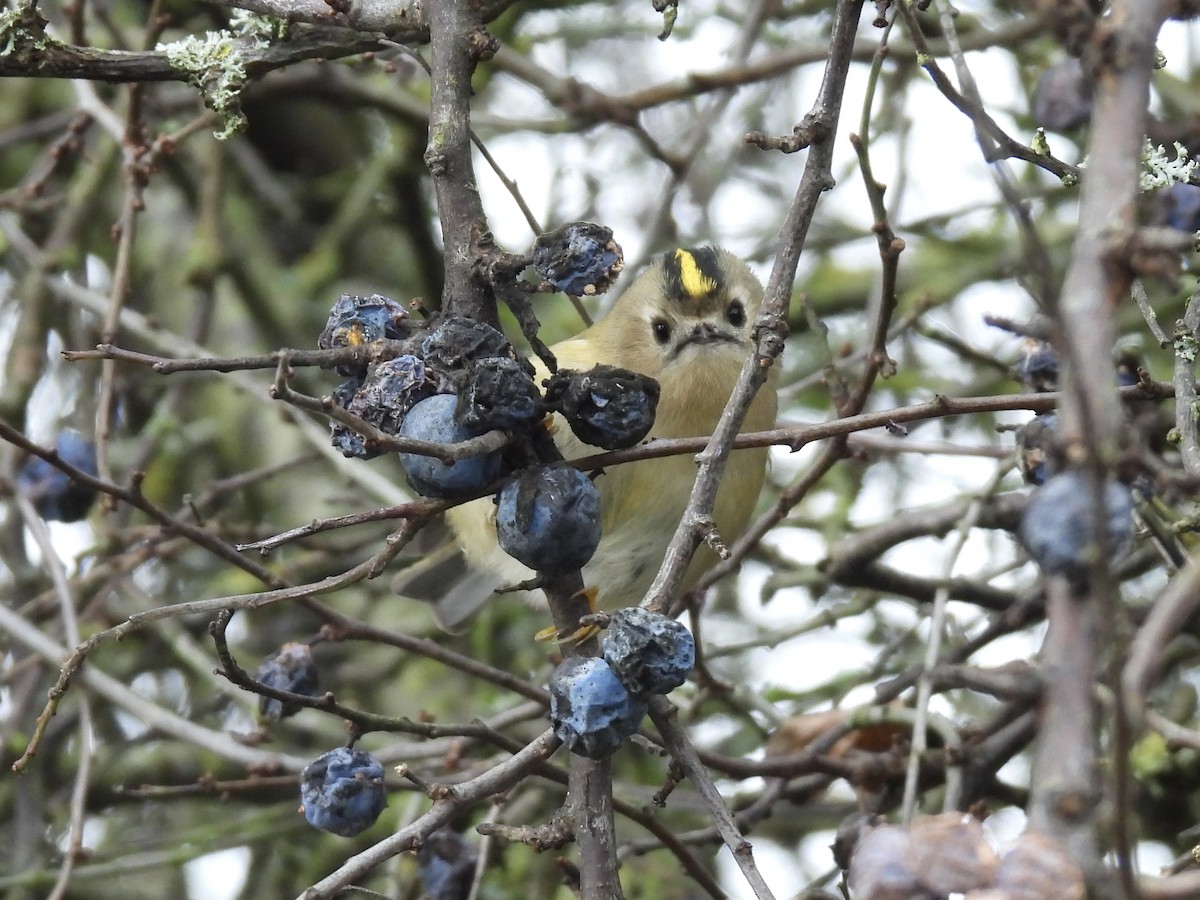 戴菊鳥 - ML644941868