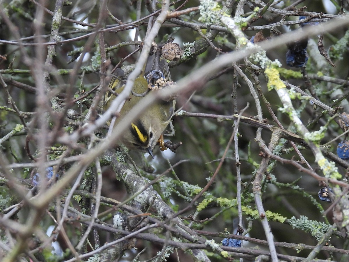 戴菊鳥 - ML644941869