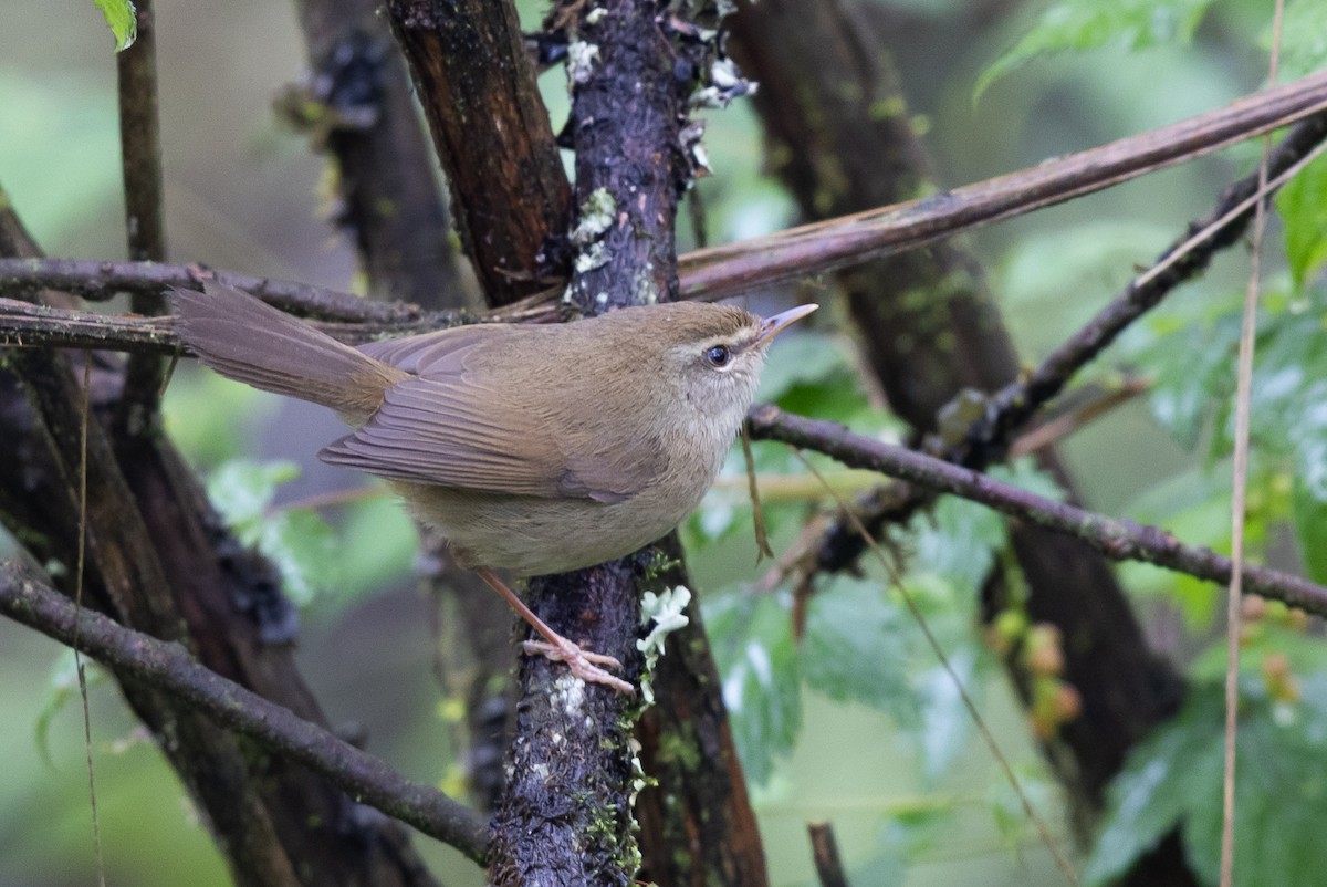 Cetia Montana - ML644941872