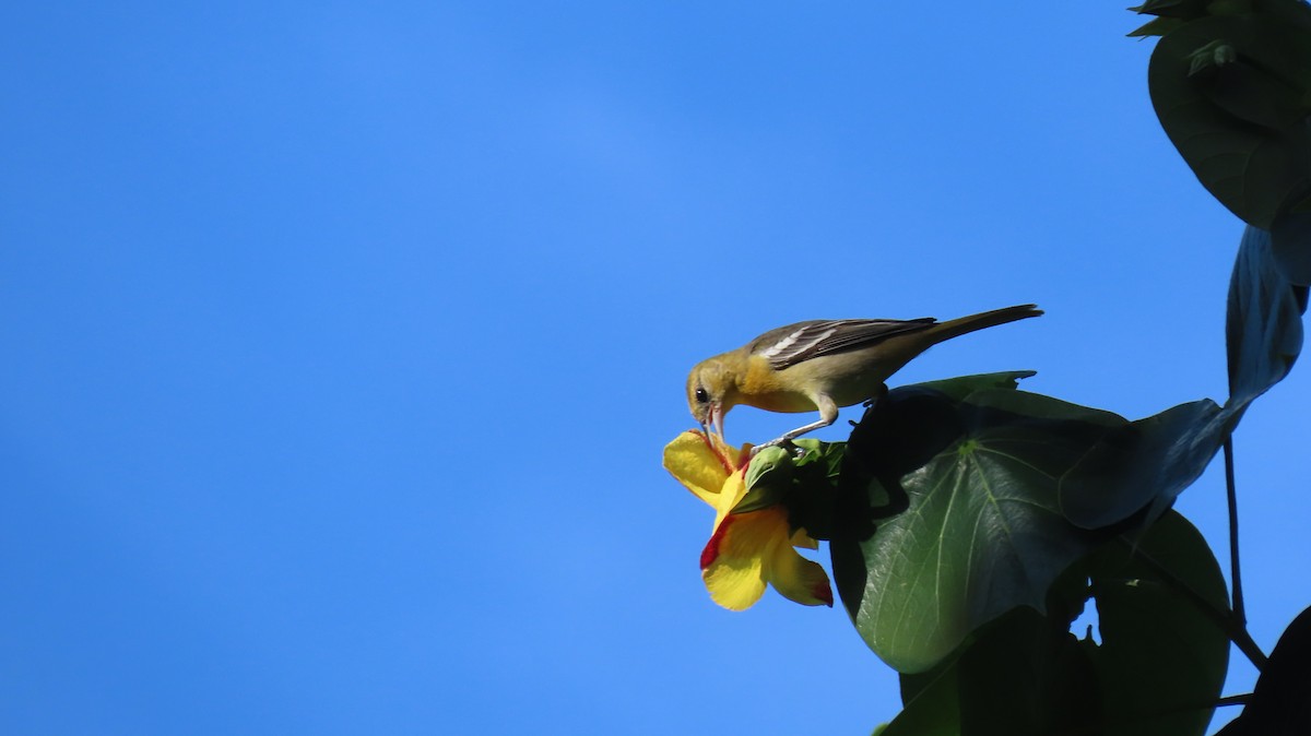 Baltimore Oriole - ML644941876