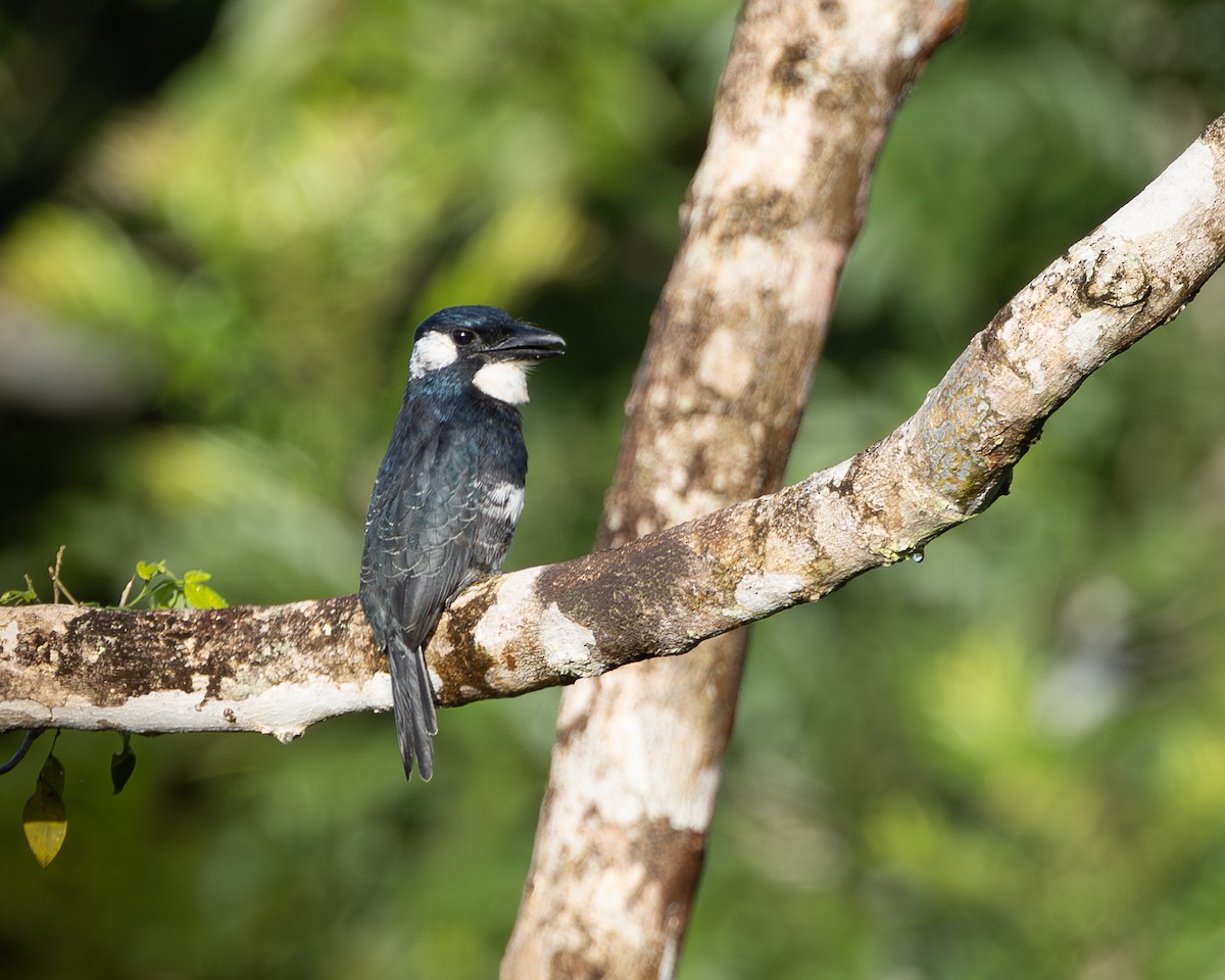 Black-breasted Puffbird - ML644941887