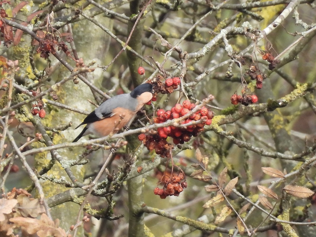 歐亞鷽 - ML644941891