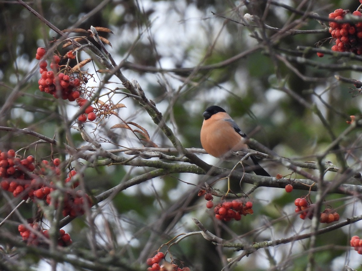 歐亞鷽 - ML644941892