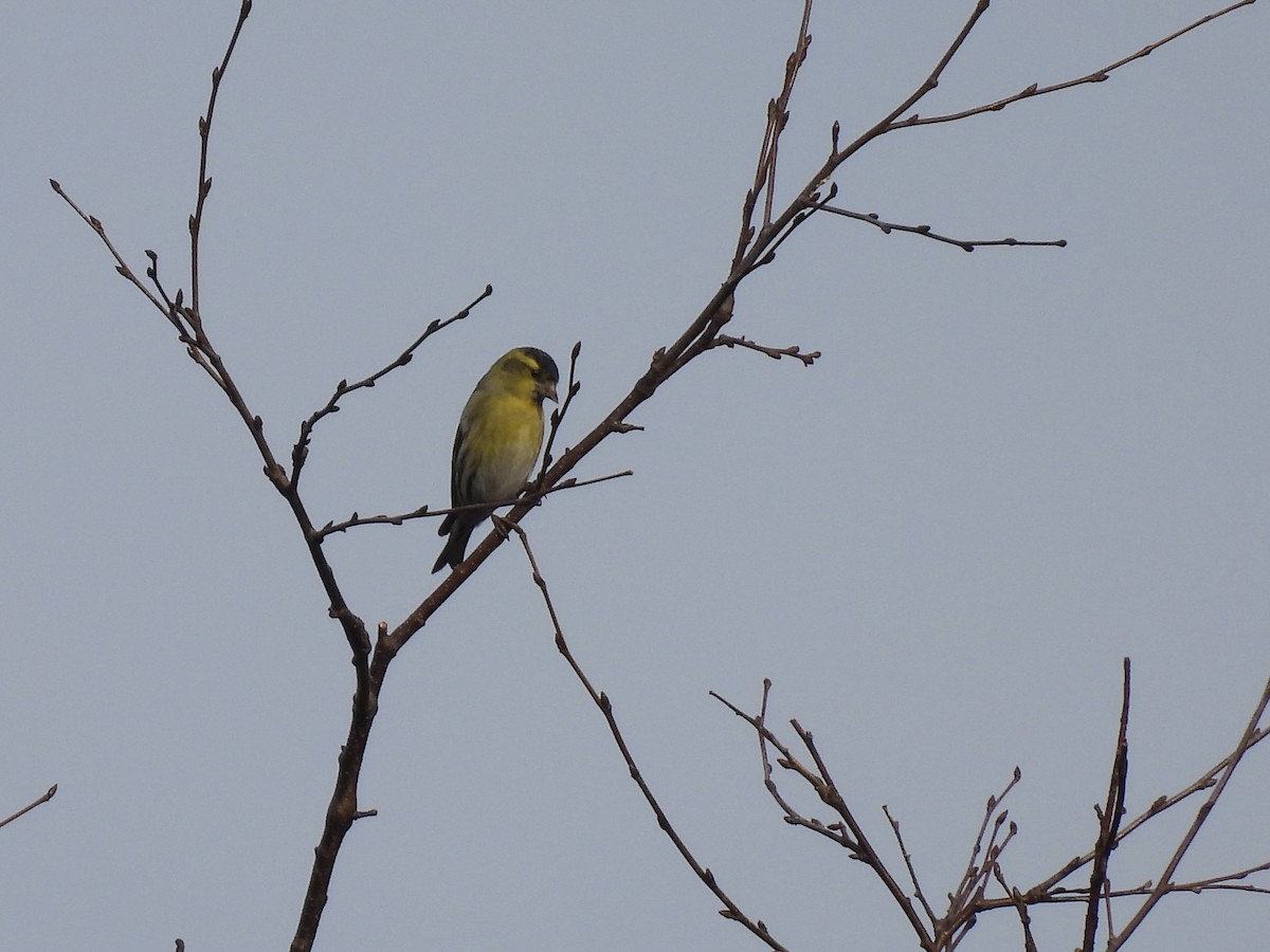 黃雀 - ML644941903