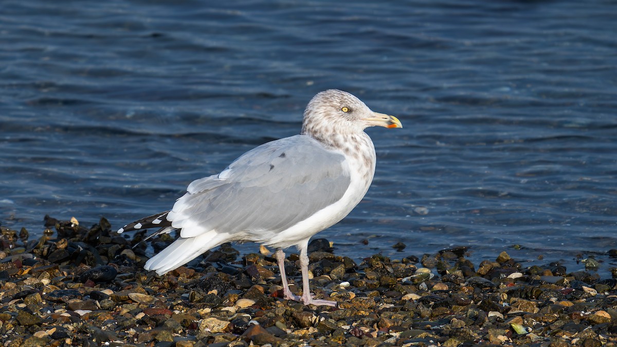 American Herring Gull - ML644941904