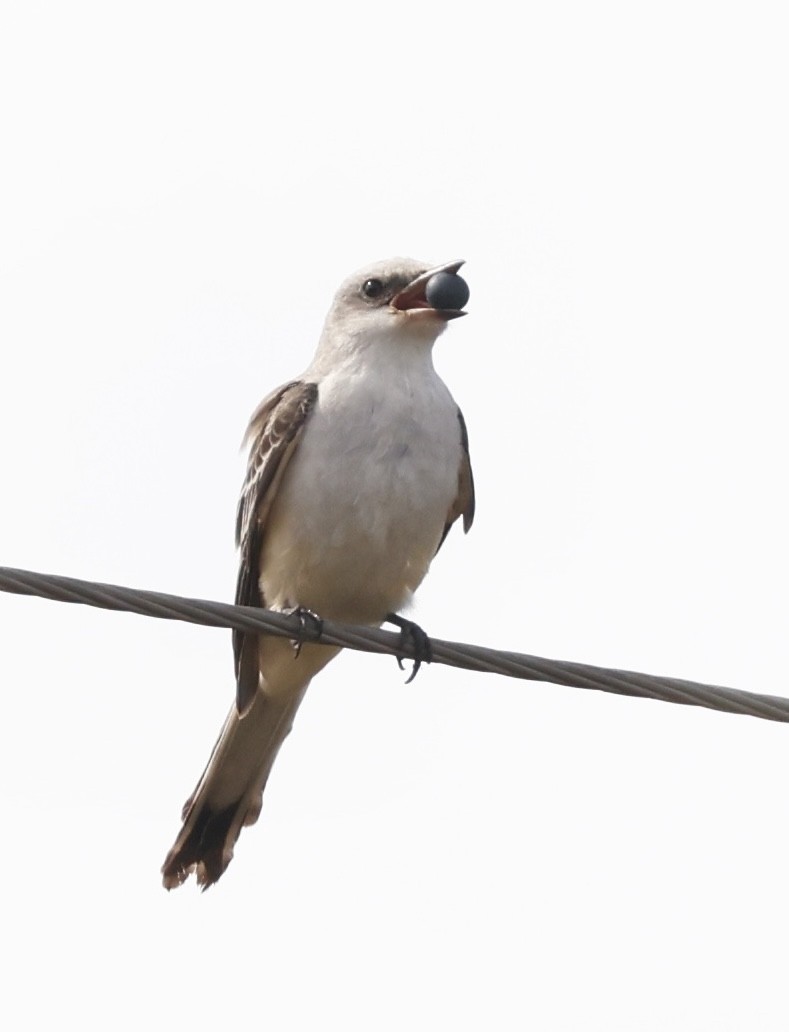 Scissor-tailed Flycatcher - ML644941913