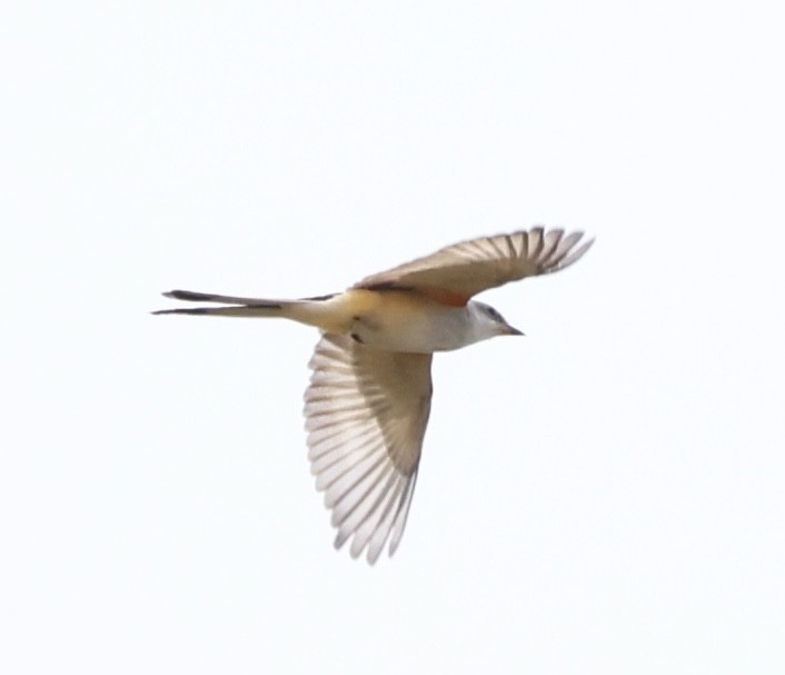 Scissor-tailed Flycatcher - ML644941914