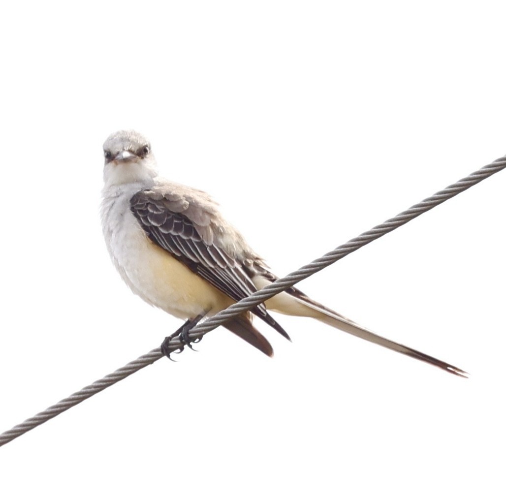Scissor-tailed Flycatcher - ML644941916