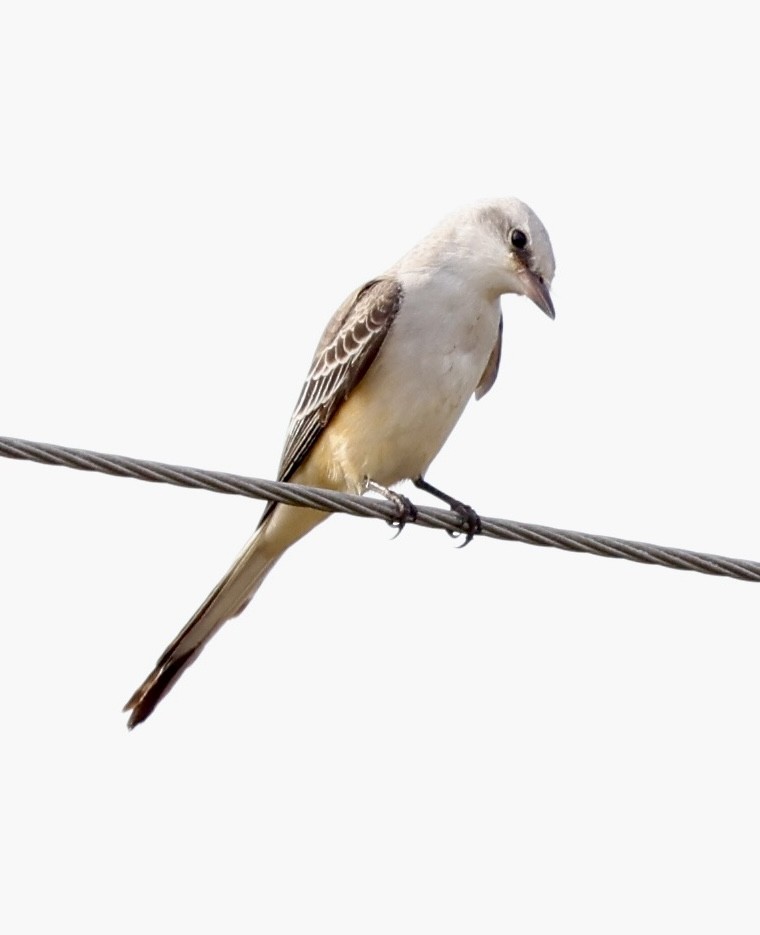 Scissor-tailed Flycatcher - ML644941917
