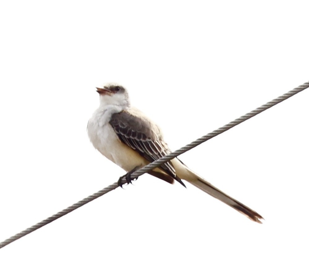 Scissor-tailed Flycatcher - ML644941919