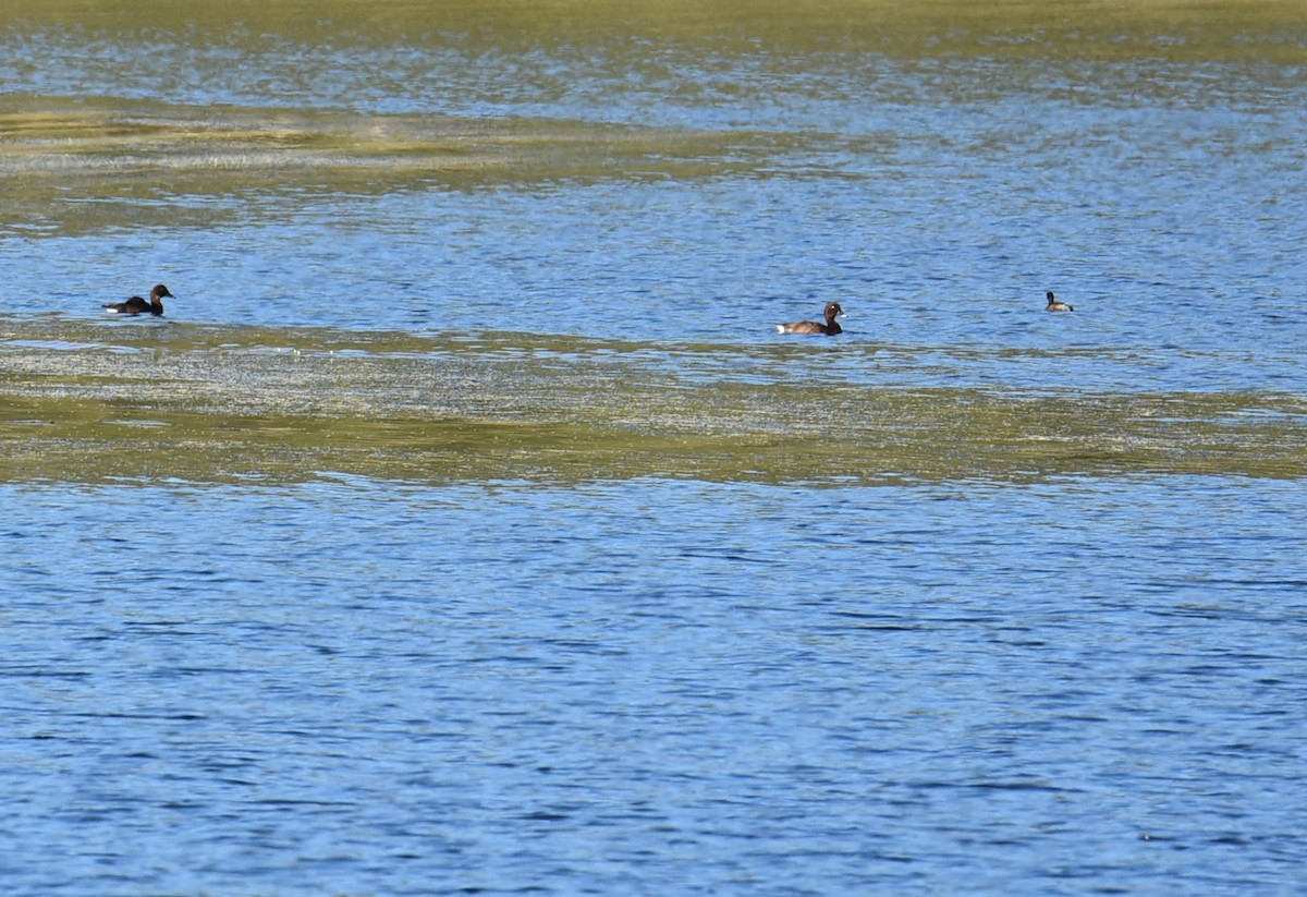 Hardhead - ML644941922