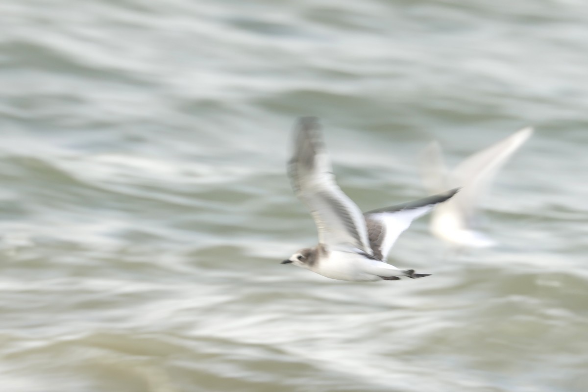 叉尾鷗 - ML644941930