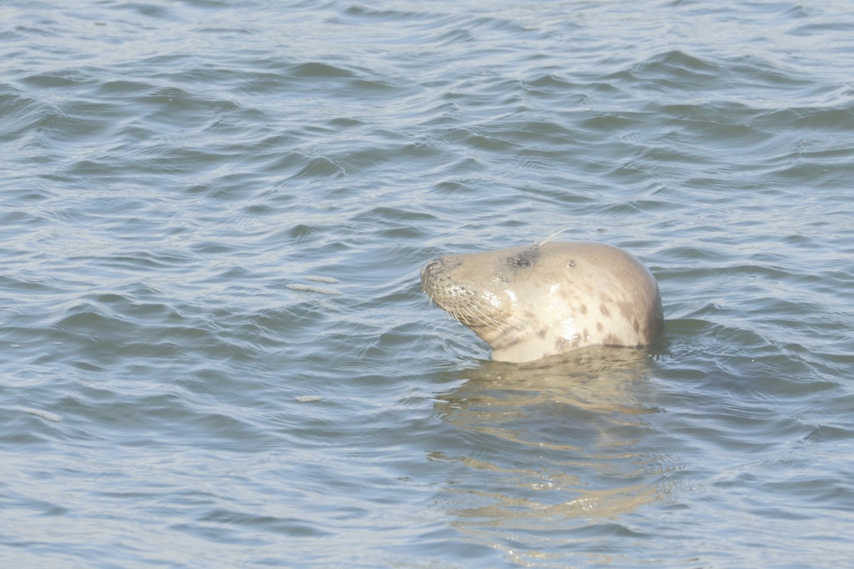 動物界 - ML644941936