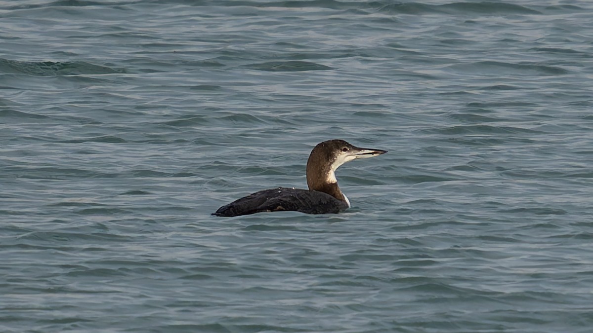 Common Loon - ML644941944