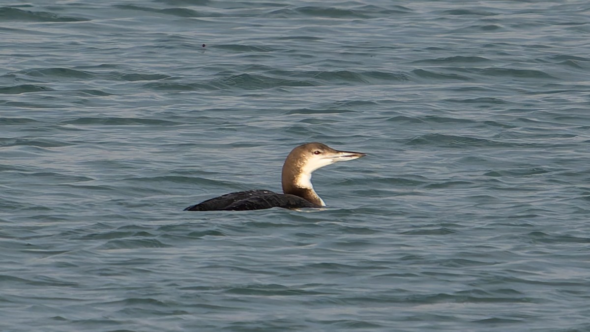 Common Loon - ML644941945