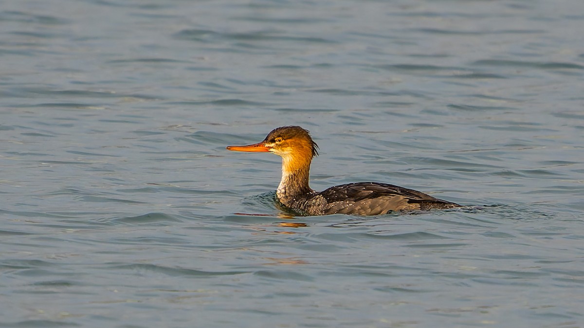 Red-breasted Merganser - ML644941957