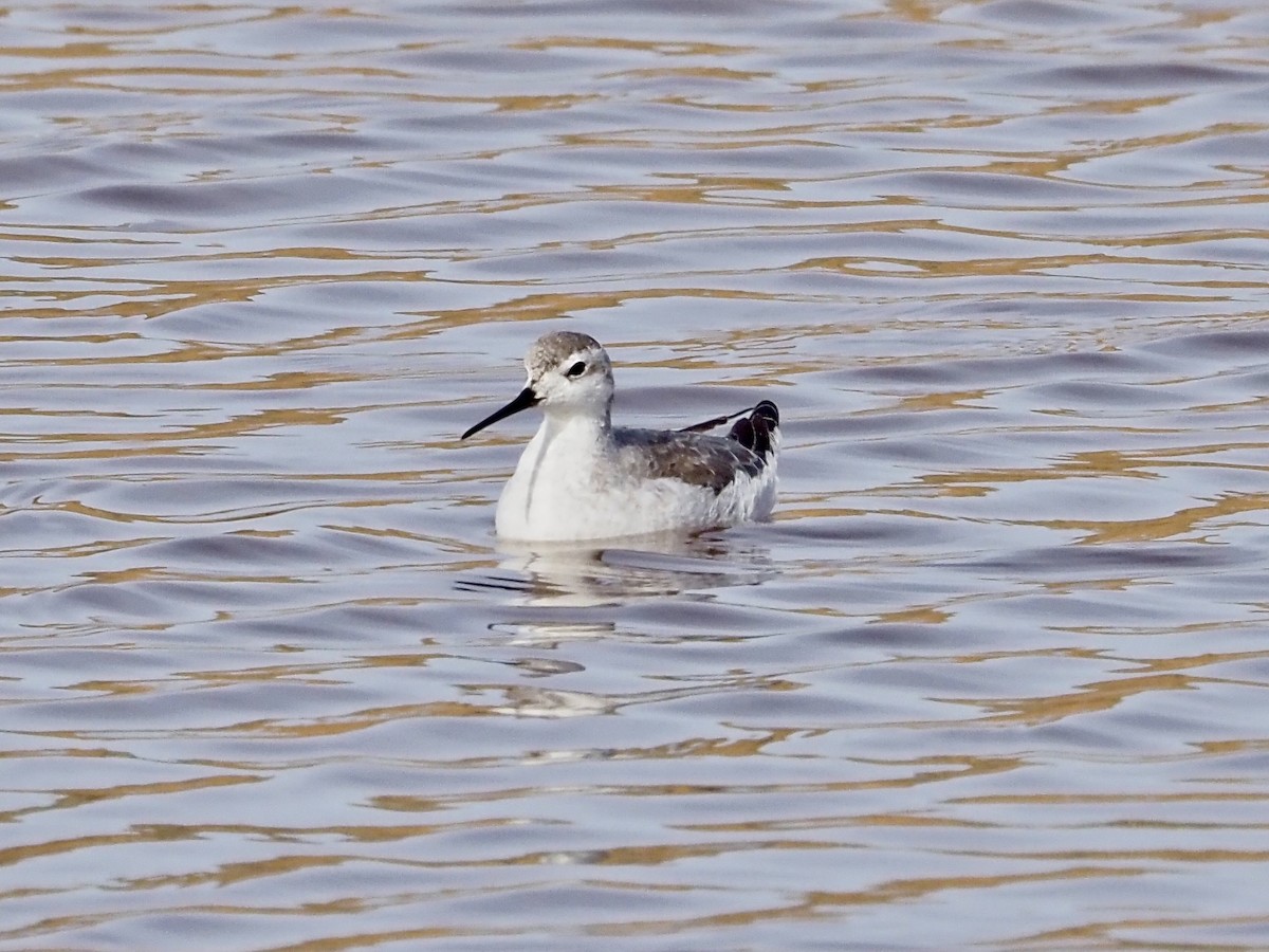 Wilsonwassertreter - ML644941960