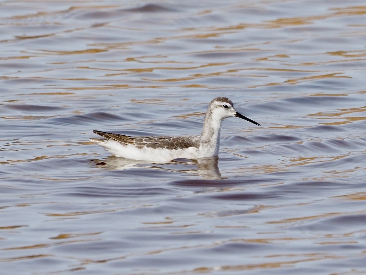 Wilsonwassertreter - ML644941961