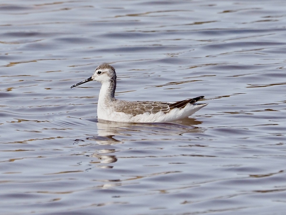 Wilsonwassertreter - ML644941962