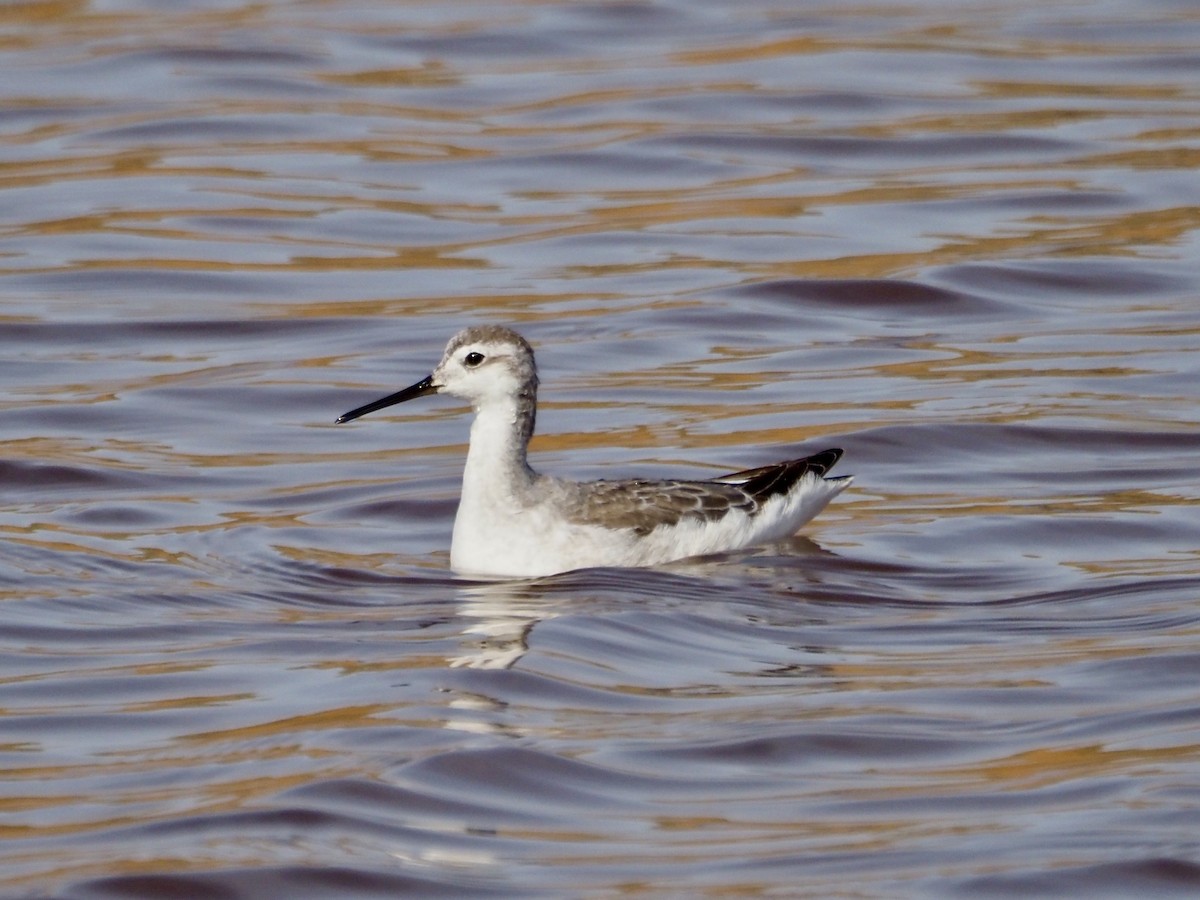 Wilsonwassertreter - ML644941964