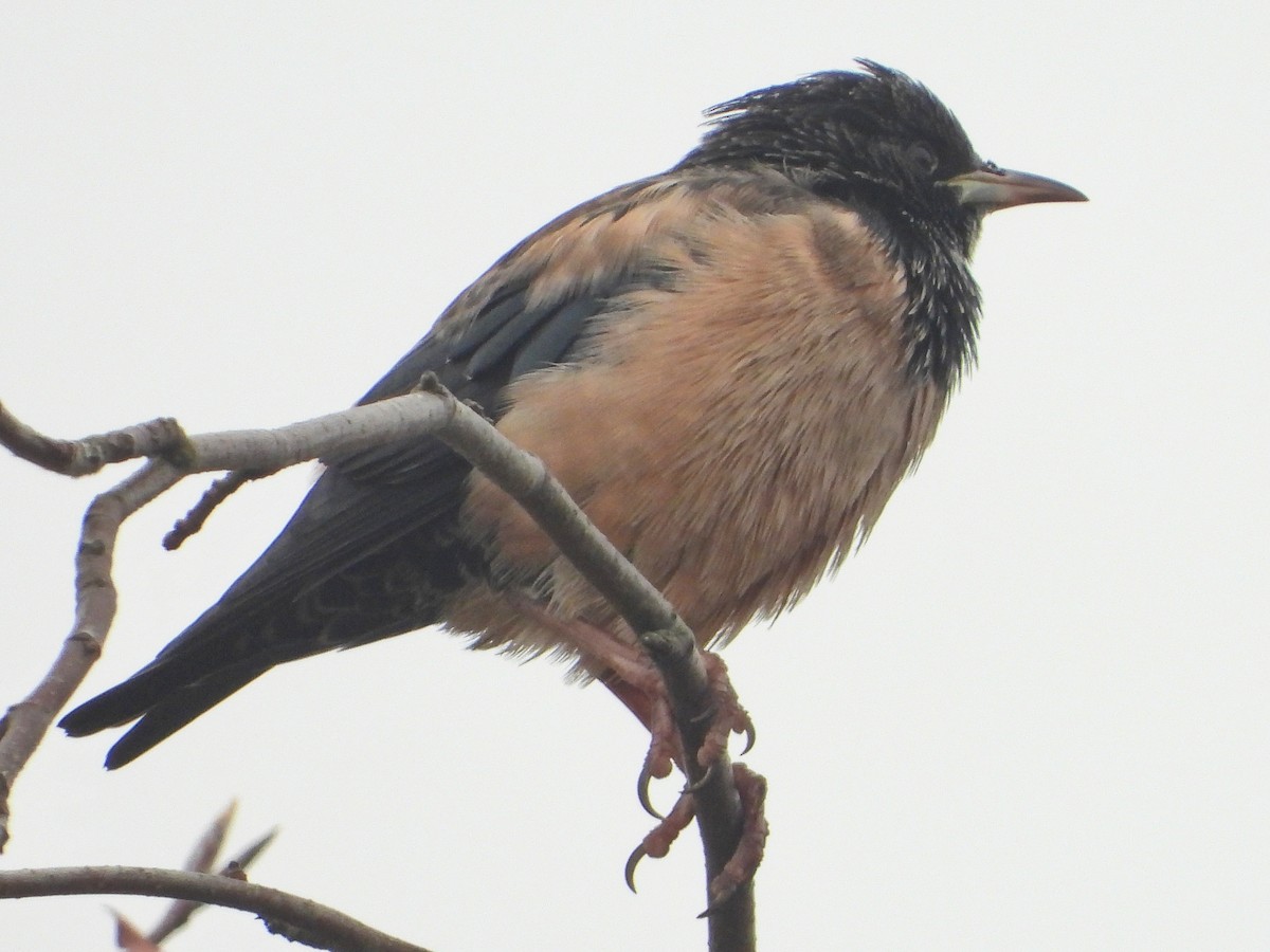 Rosy Starling - ML644941967