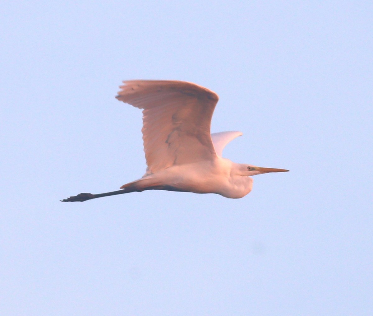 Цасч дэглий - ML644941978