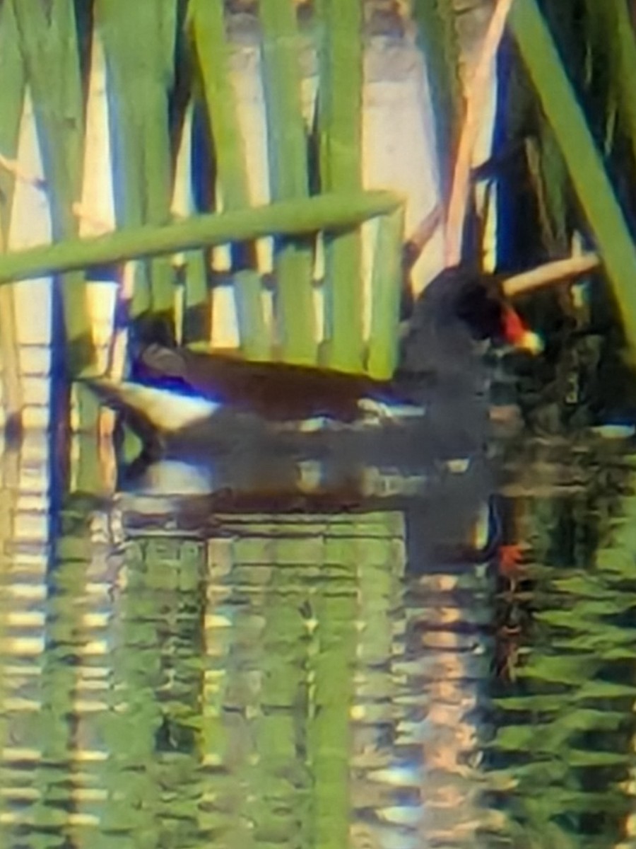 Курочка латиноамериканська - ML644941981