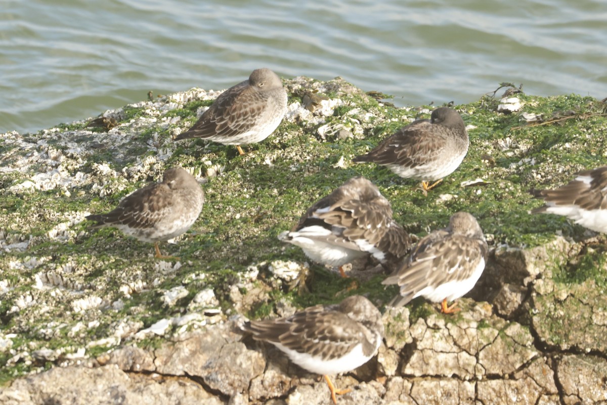 Purple Sandpiper - ML644941982