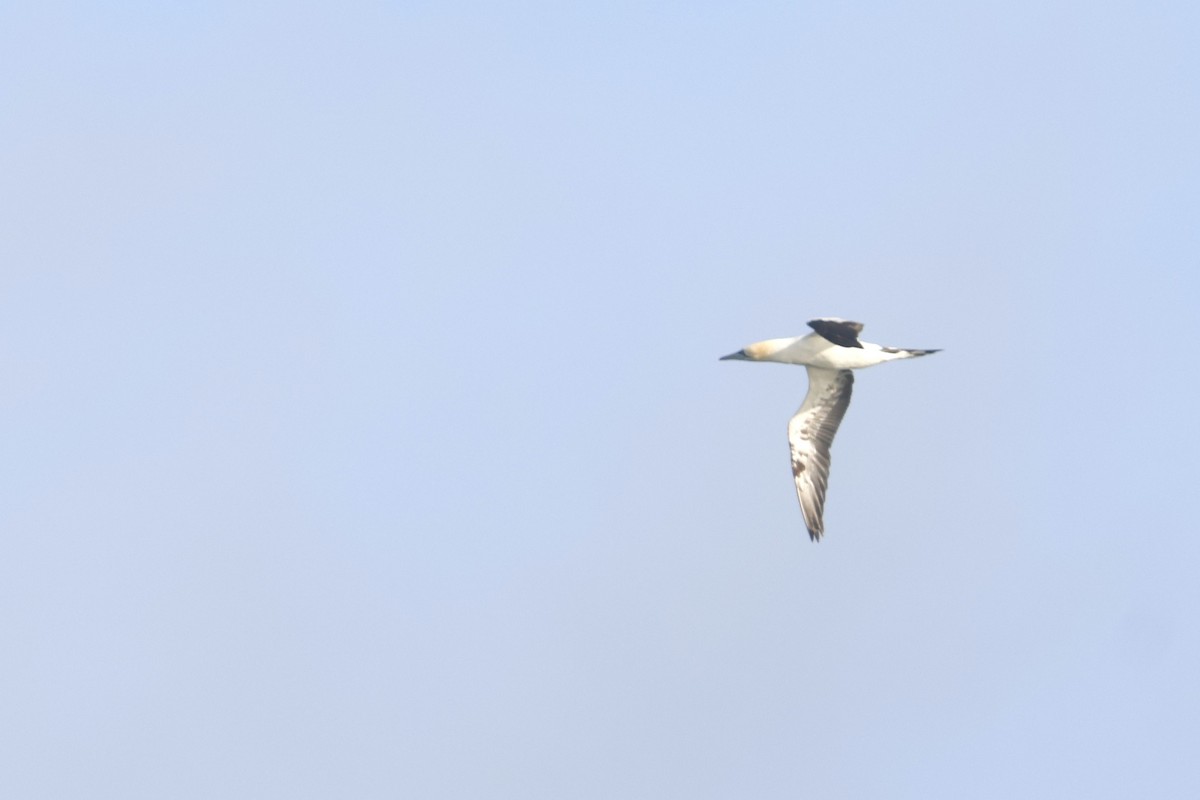 Northern Gannet - ML644941990