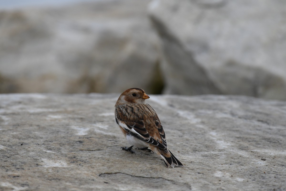 Snow Bunting - ML644941997